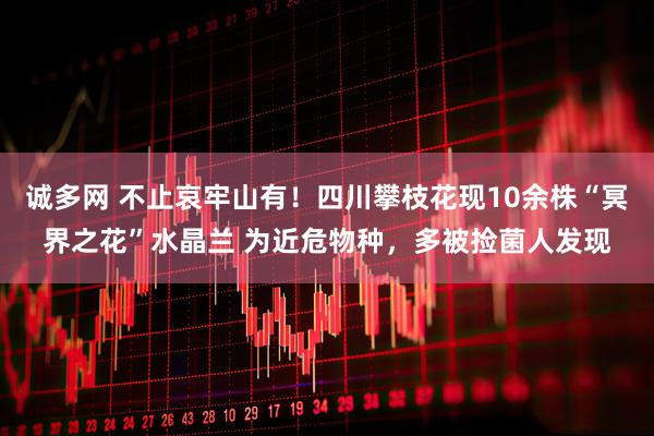 诚多网 不止哀牢山有！四川攀枝花现10余株“冥界之花”水晶兰 为近危物种，多被捡菌人发现
